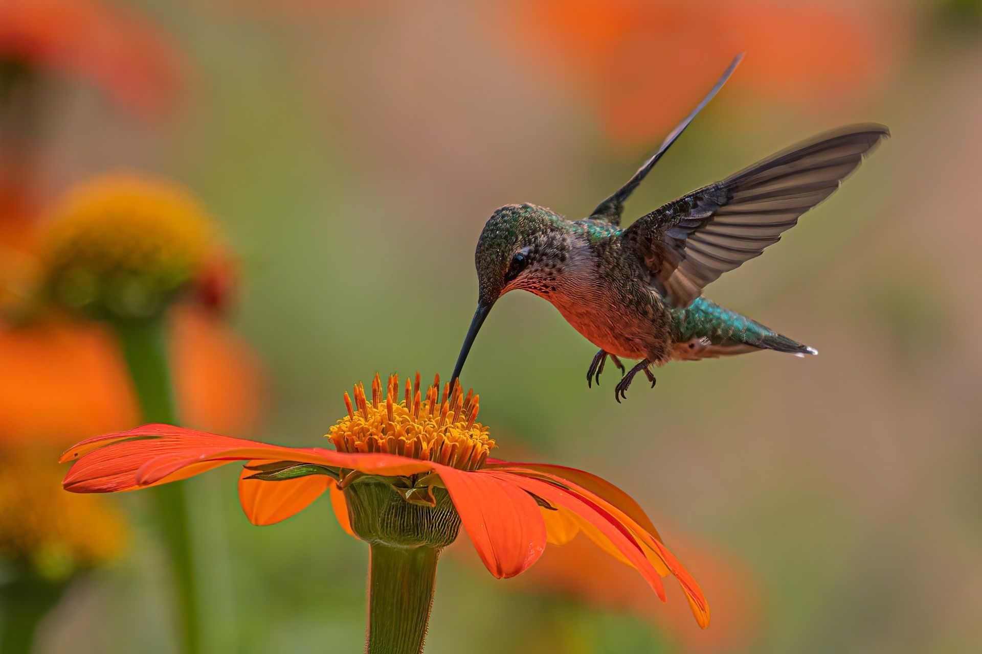 A hummingbird is sitting on top of an orange flower.