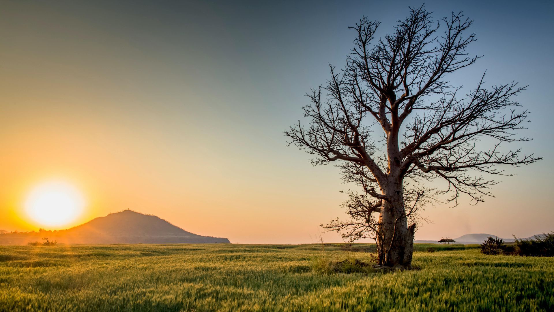 A tree in a field at sunset with a mountain in the background.