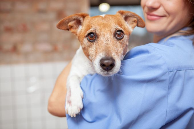 A small dog with brown and white fur being held over the shoulder of a person wearing a blue scrub top.