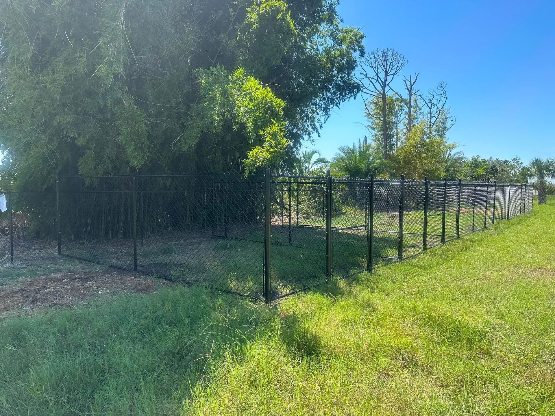 Black chain-link fence bordering green grass and bamboo trees on a sunny day.