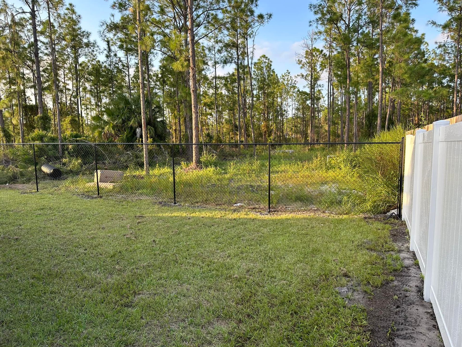 Backyard with green grass, black fence, and trees in the background. White fence on the right.
