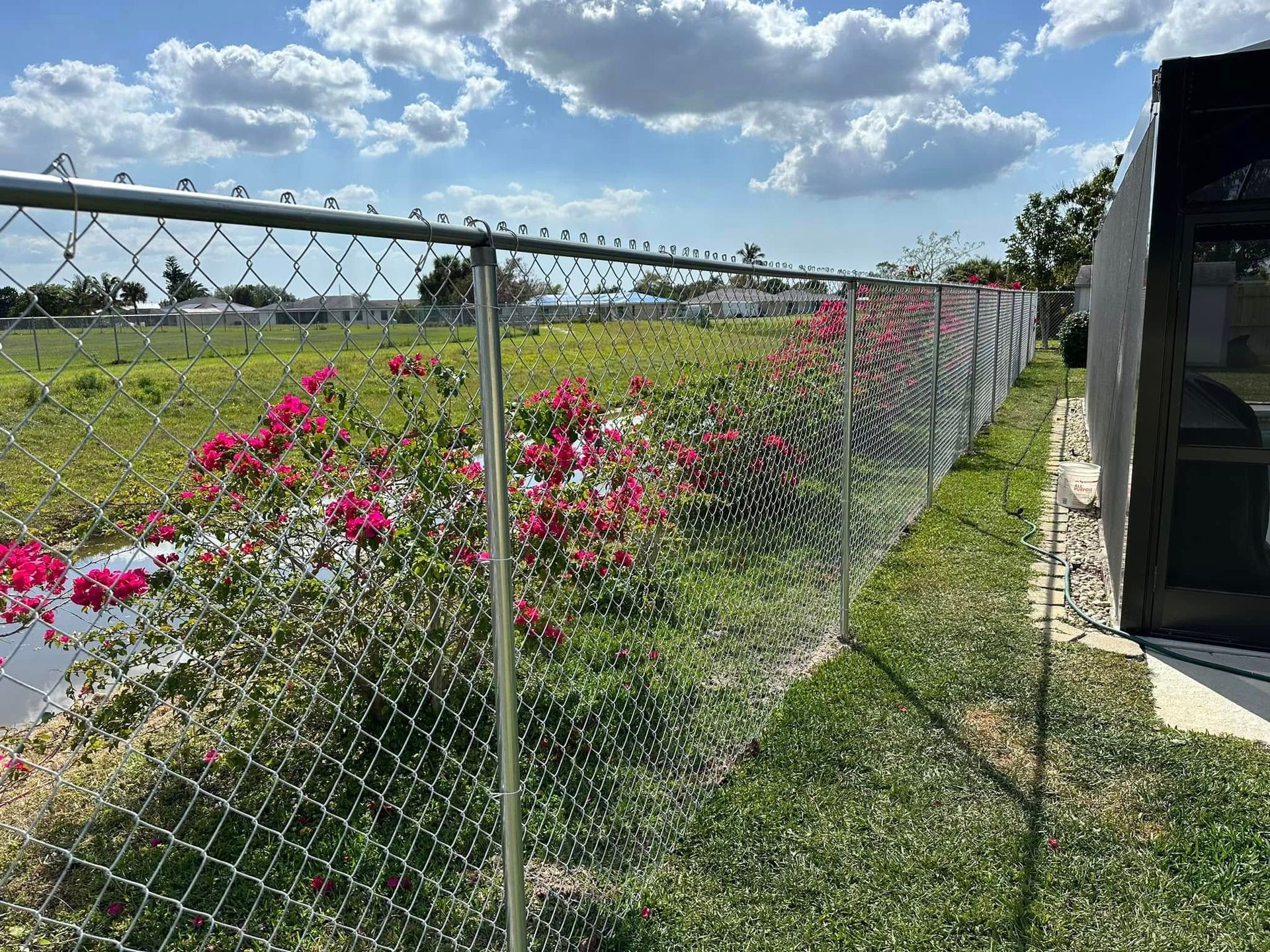 Chain-link fence with pink bougainvillea flowers, next to a grassy area and a building under a blue sky.