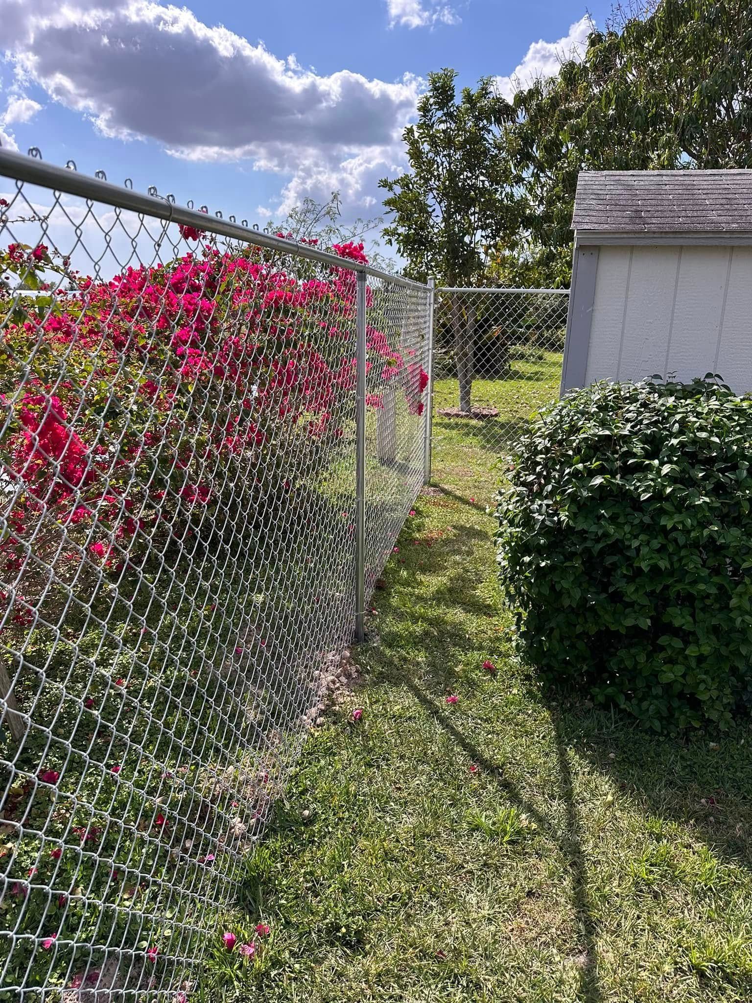 Chain-link fence with vibrant bougainvillea, a small shed, and green lawn under a sunny, cloudy sky.