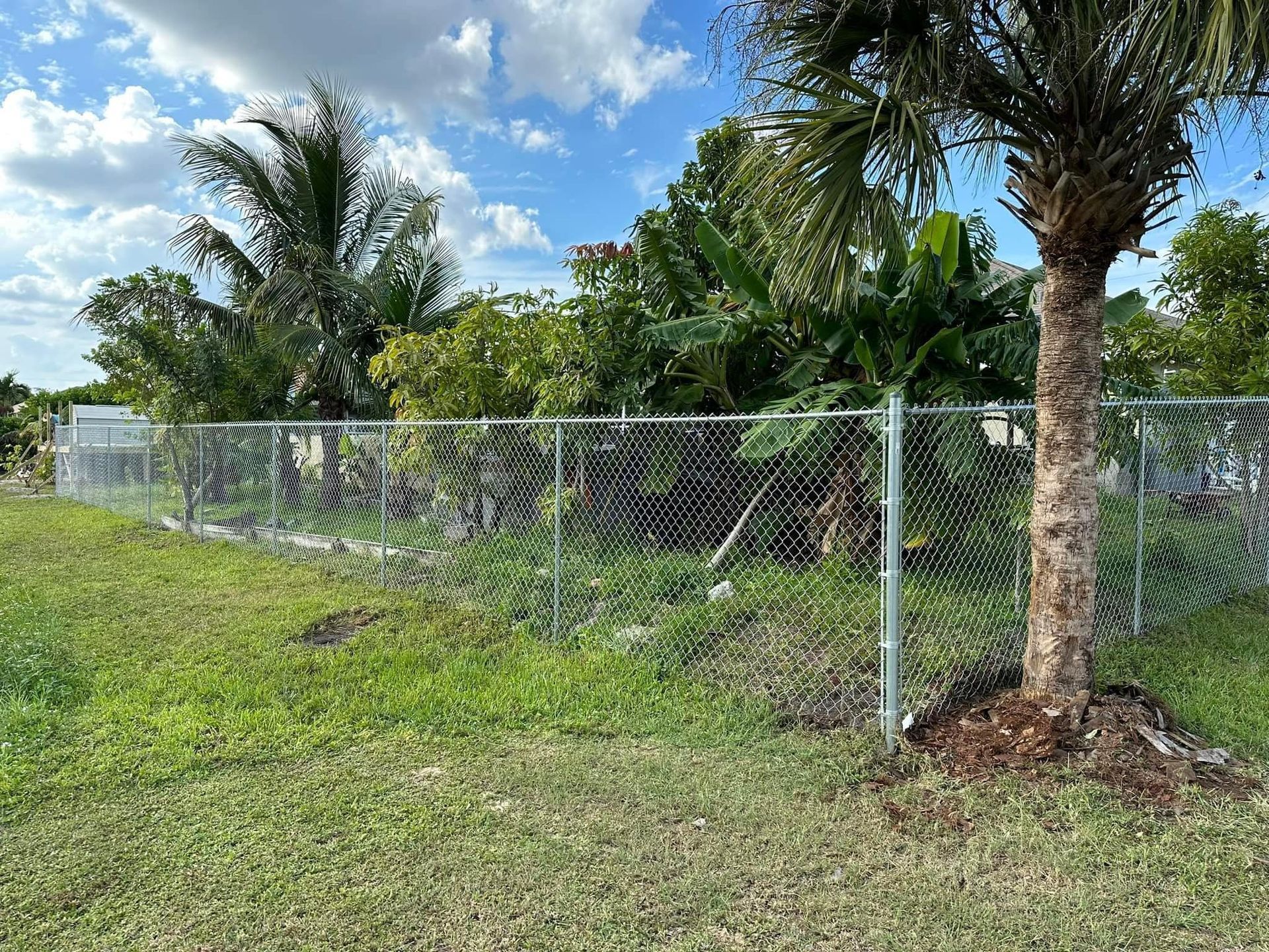 Chain-link fence surrounding a yard with palm trees and other vegetation, on a sunny day.