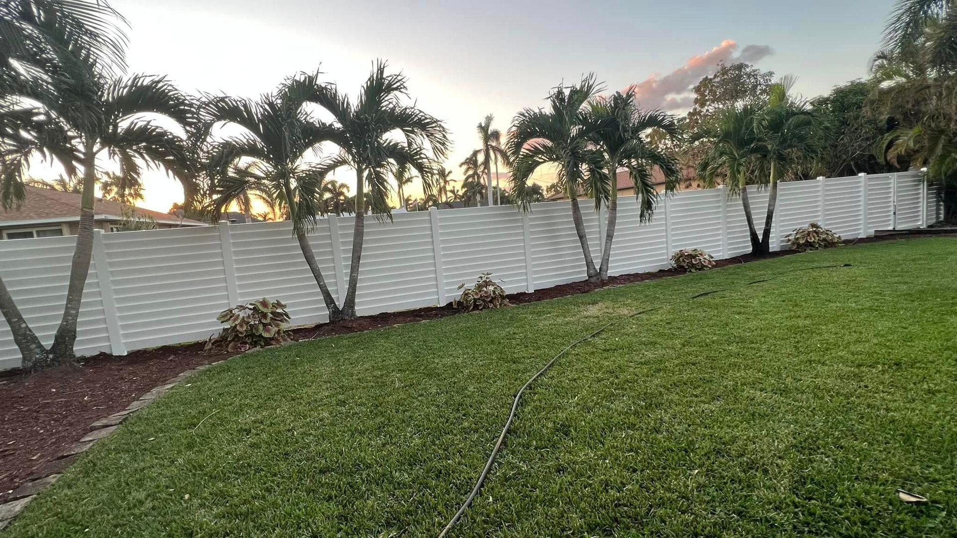 White fence lined with palm trees along a grassy backyard with mulch border.