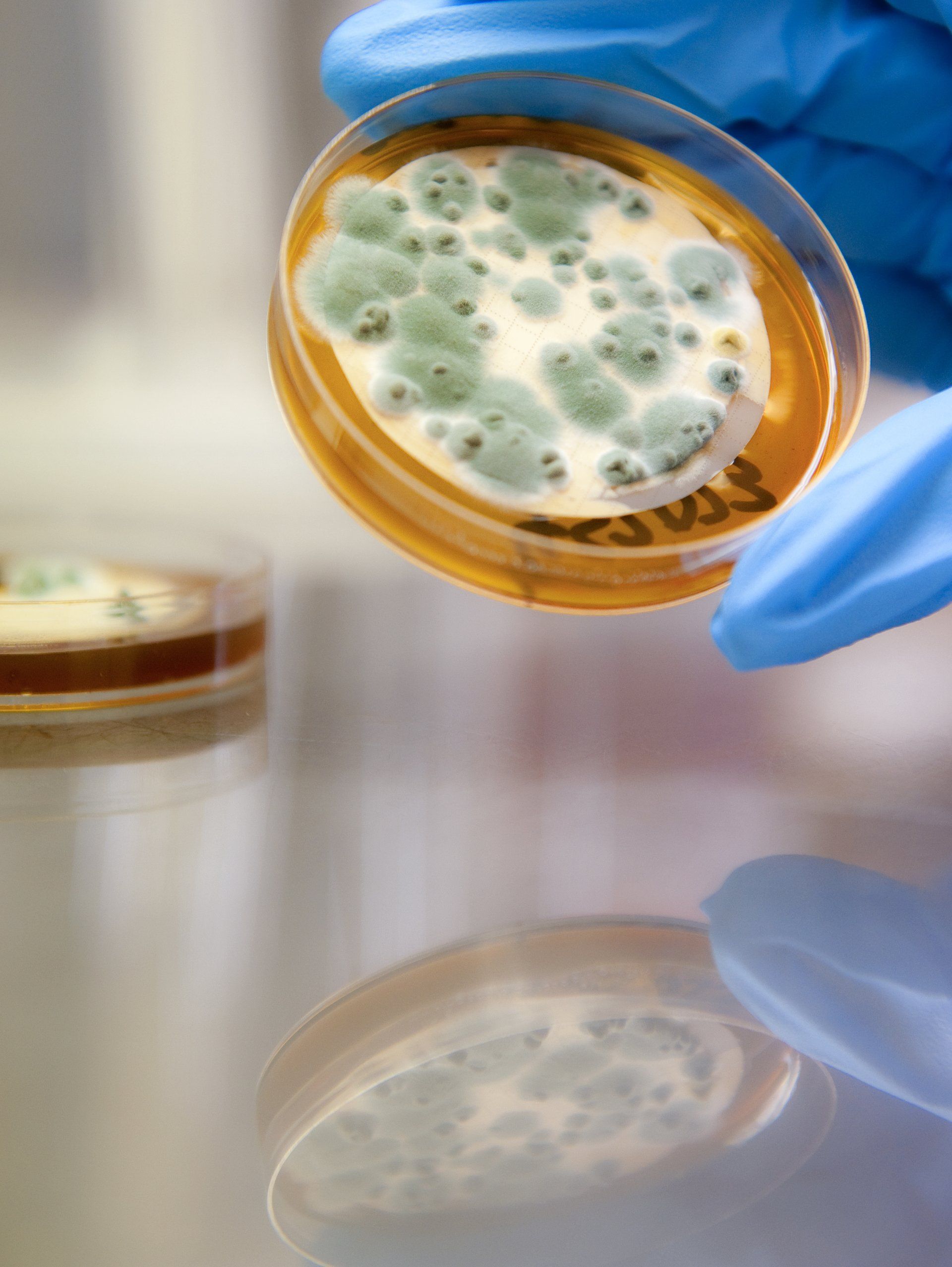 IPL Diesel Bug Analysis Video