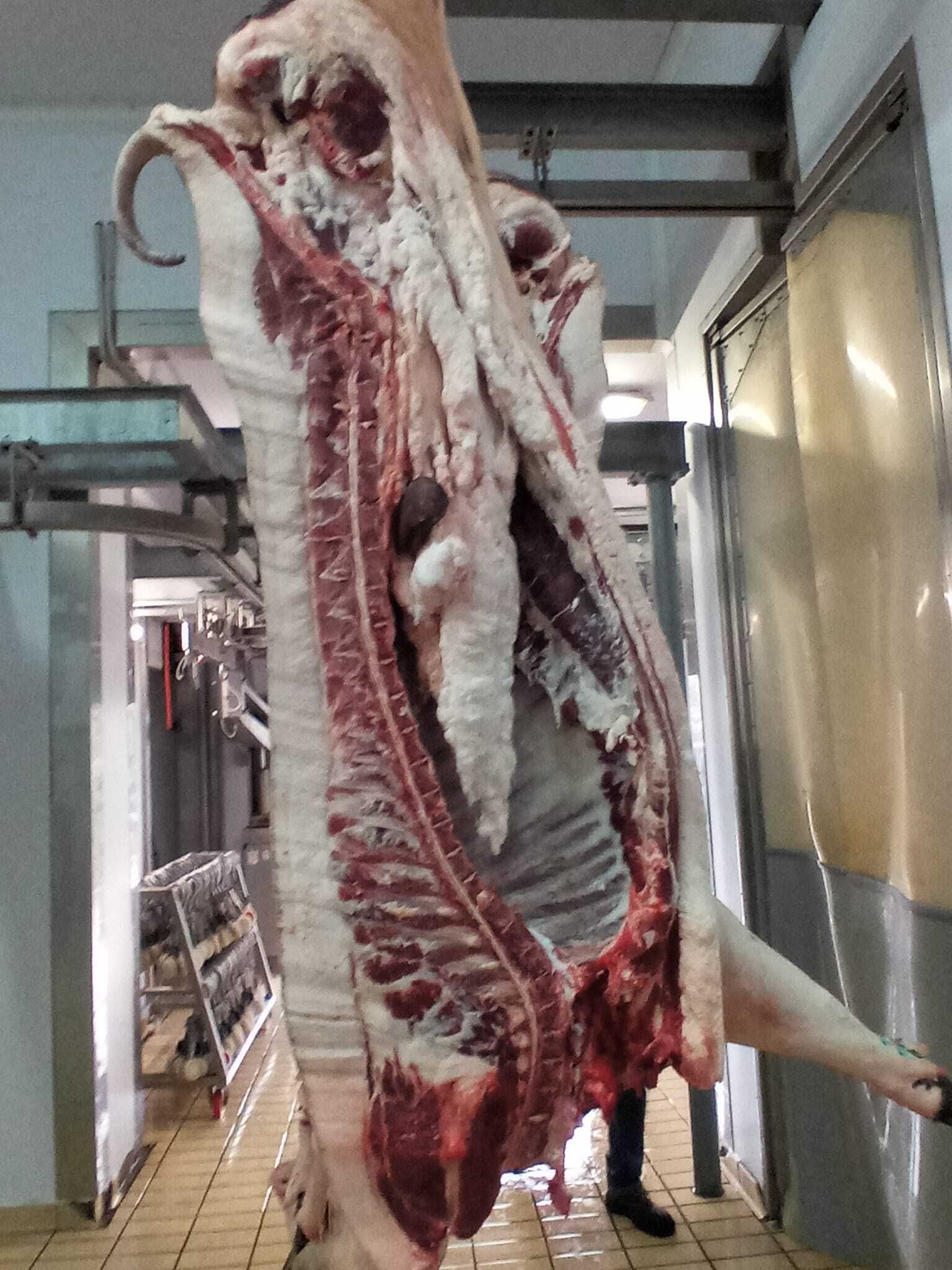 macellazione maiale razza casertana