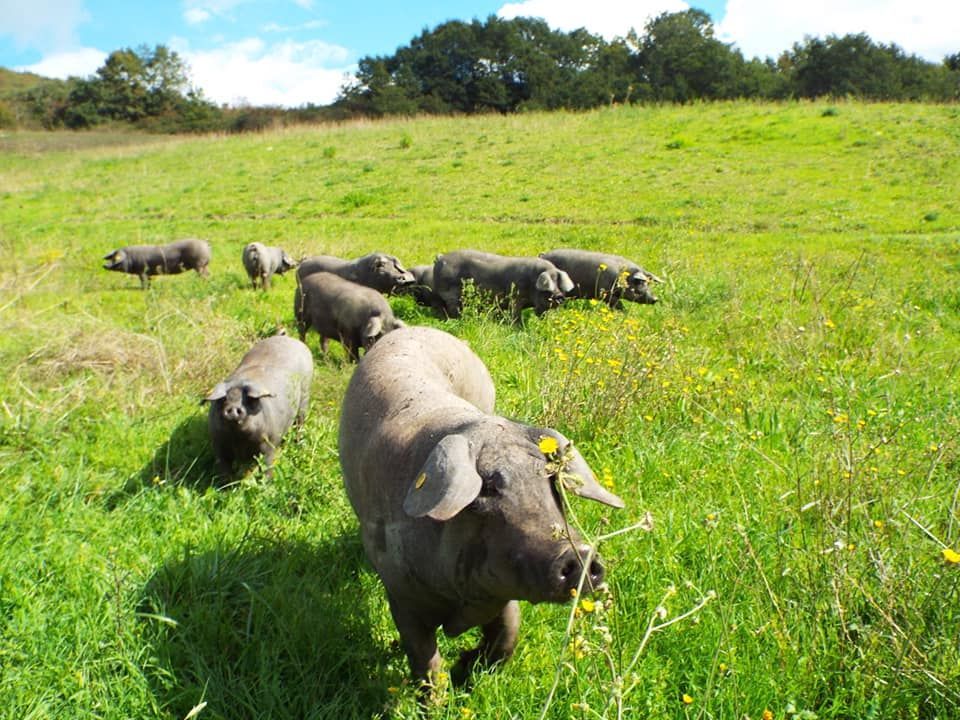 maiale razza casertana