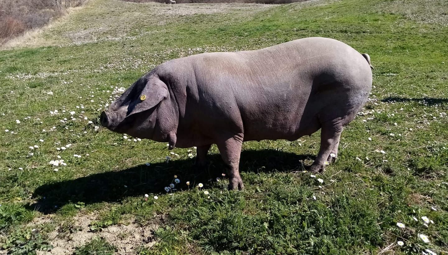 maiale razza casertana