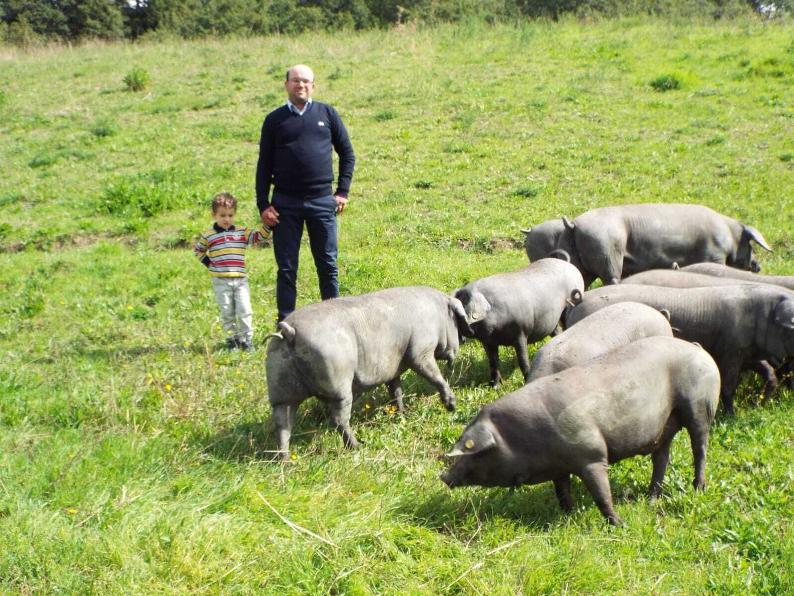 maiale razza casertana