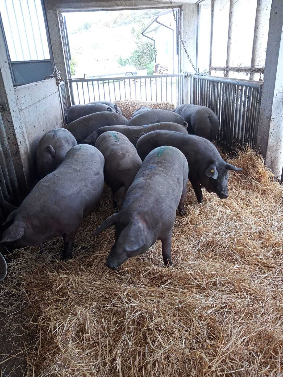 allevamento suino casertano