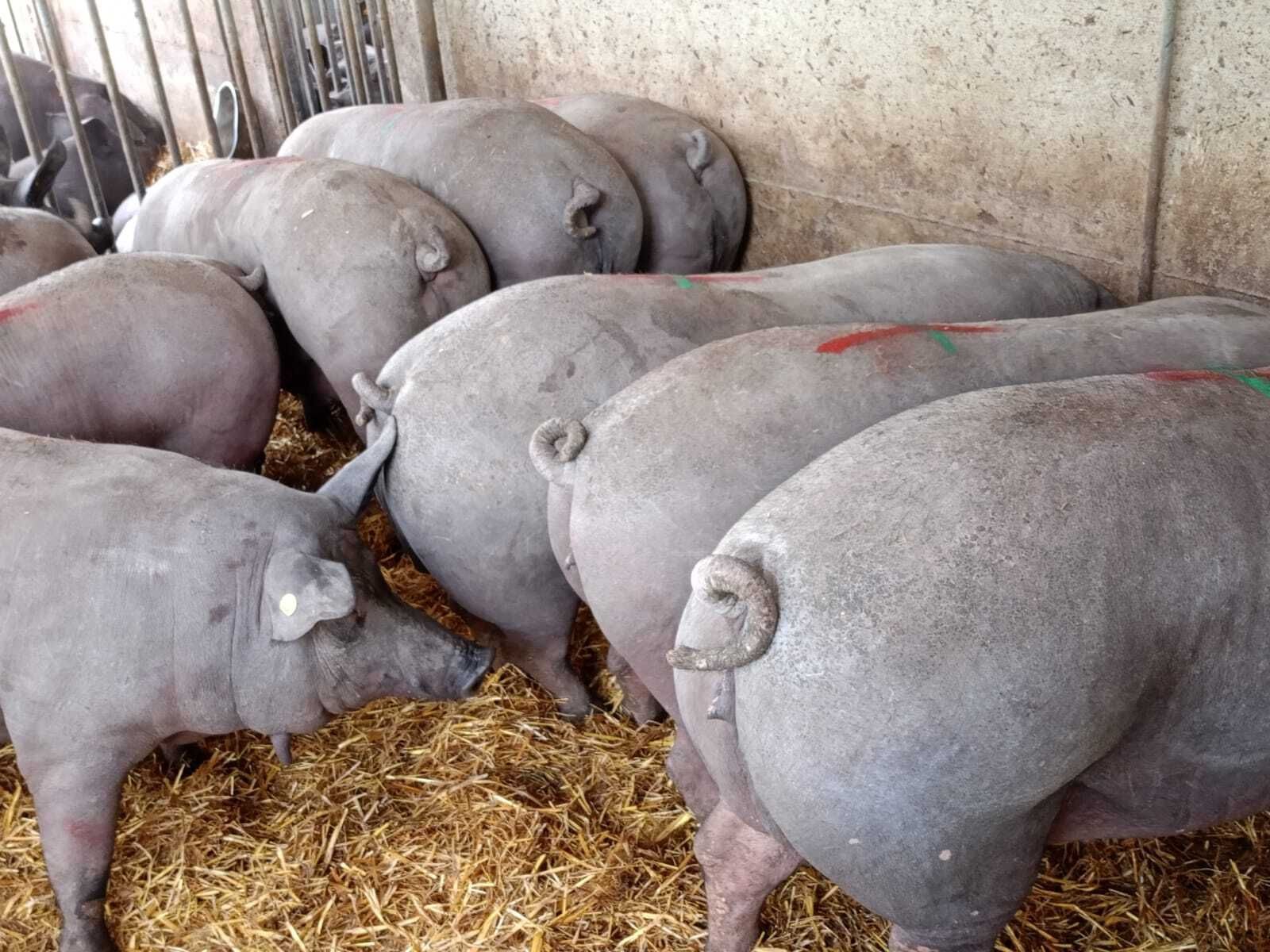 maiale razza casertana