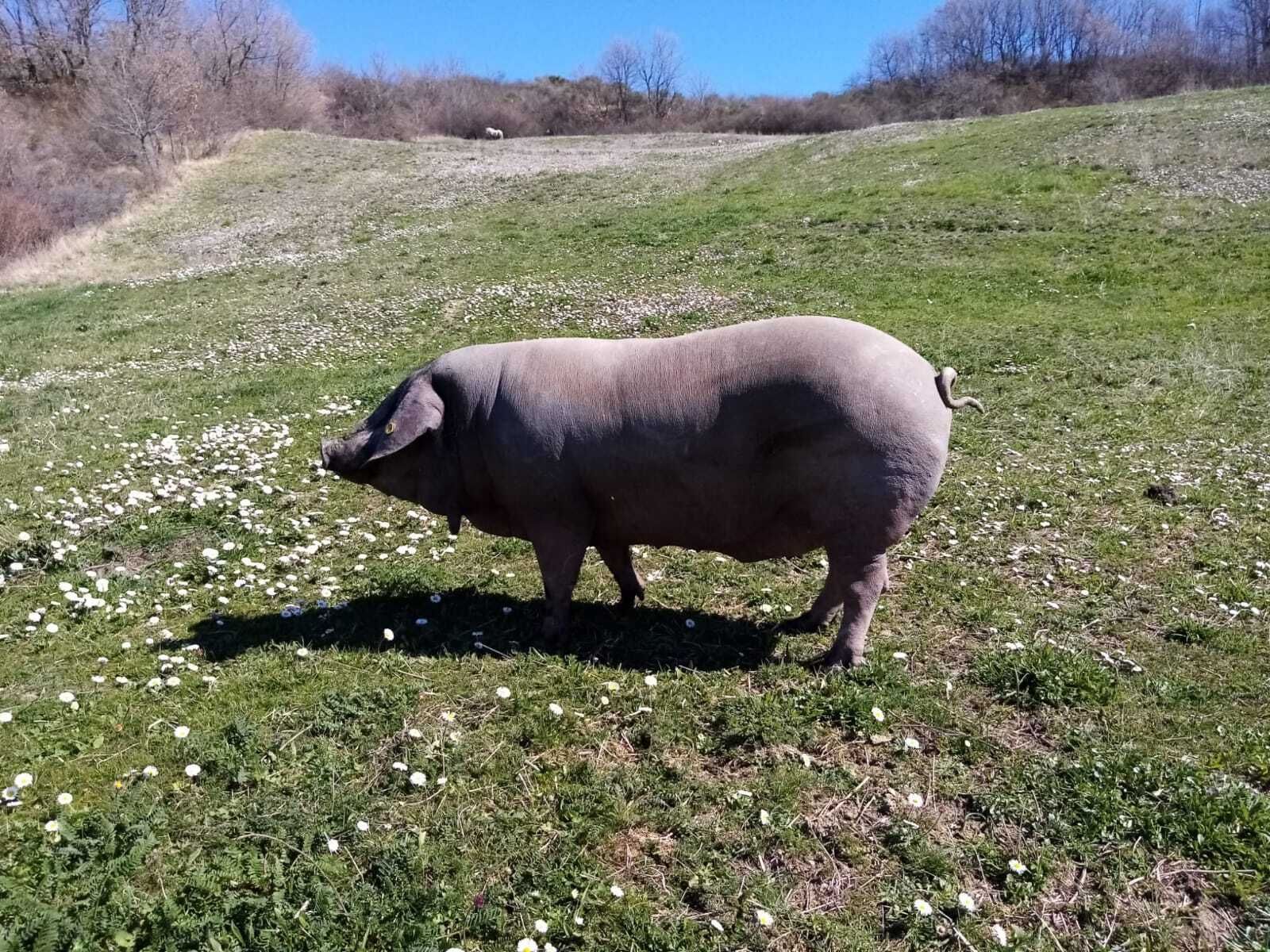 maiale razza casertana