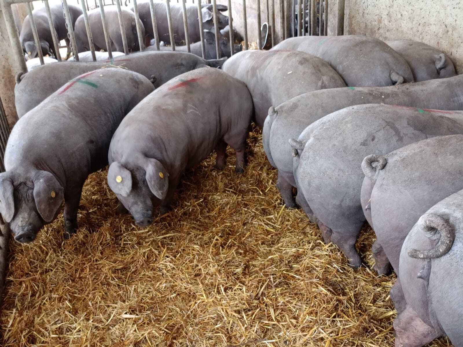 maiali neri casertani