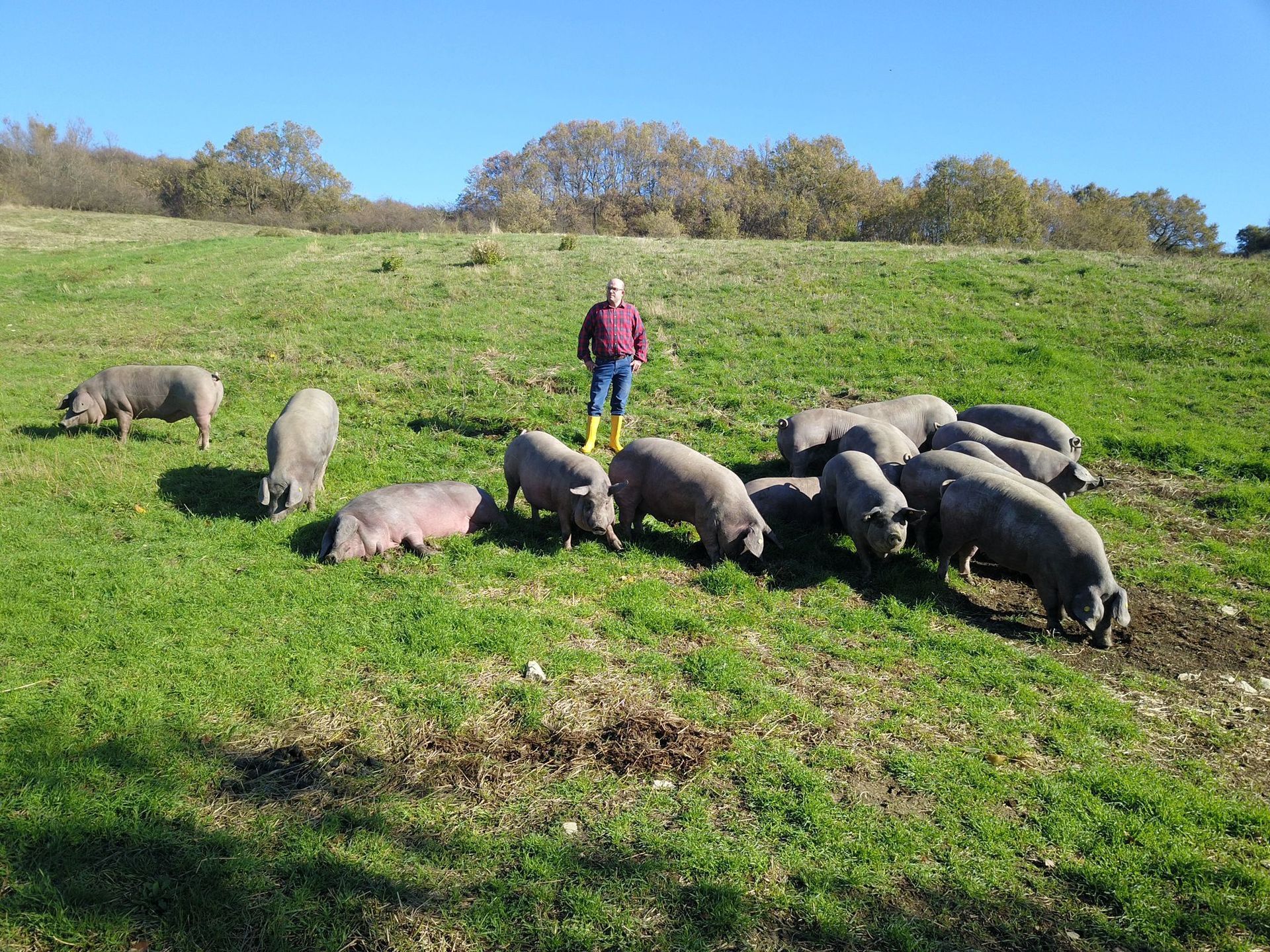 maiali razza casertana