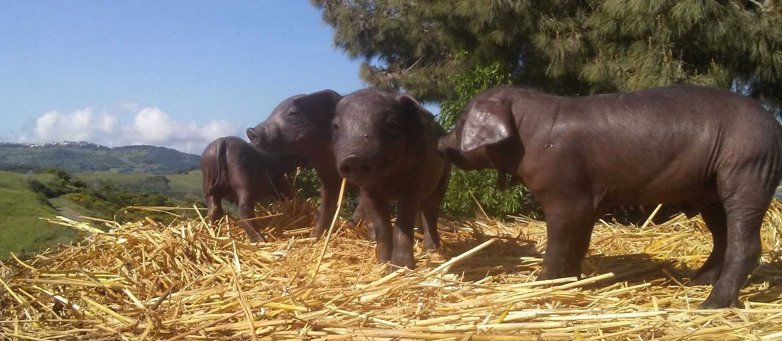 maiale razza casertana