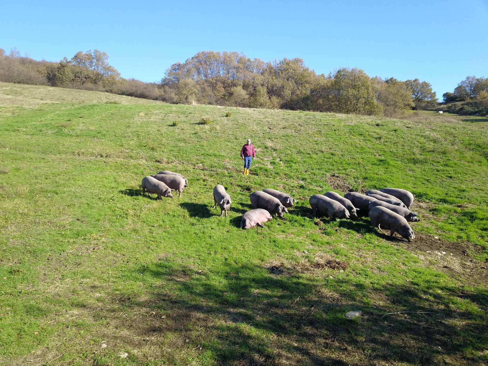 maiale razza casertana
