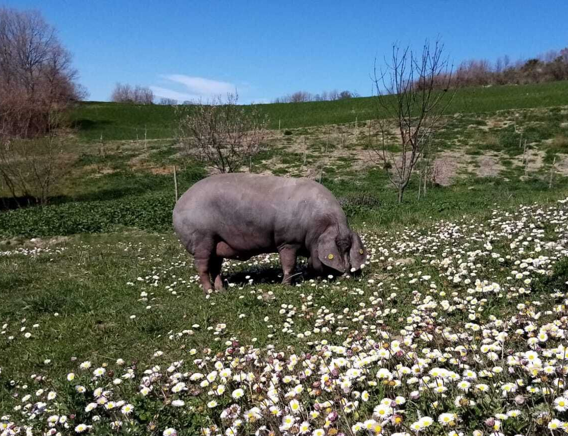 maiale razza casertana