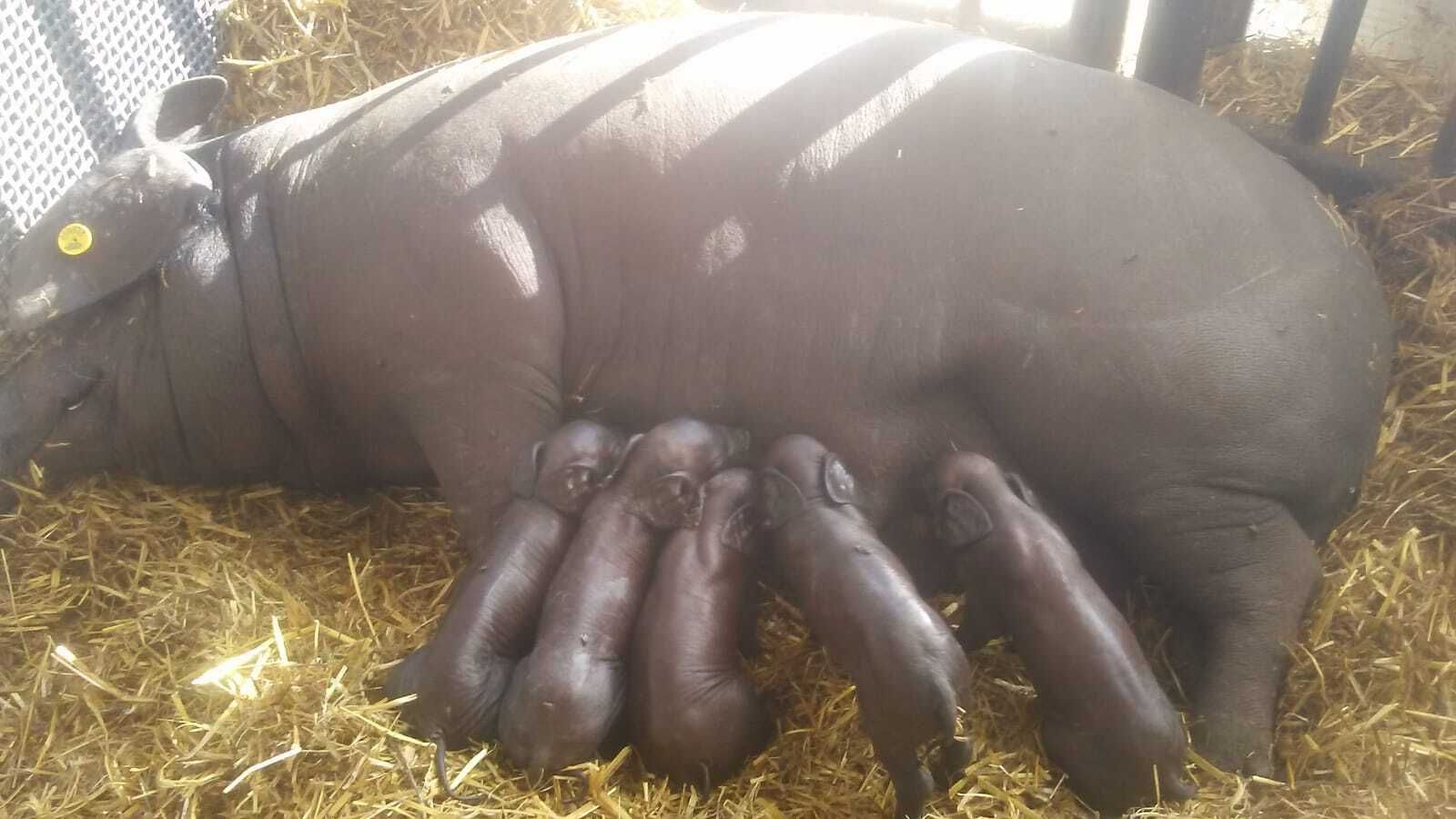 maiale razza casertana