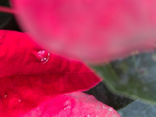 Un primer plano de una flor rosa con gotas de agua.