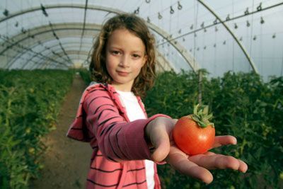 Una niña sostiene un tomate en la mano en un invernadero.