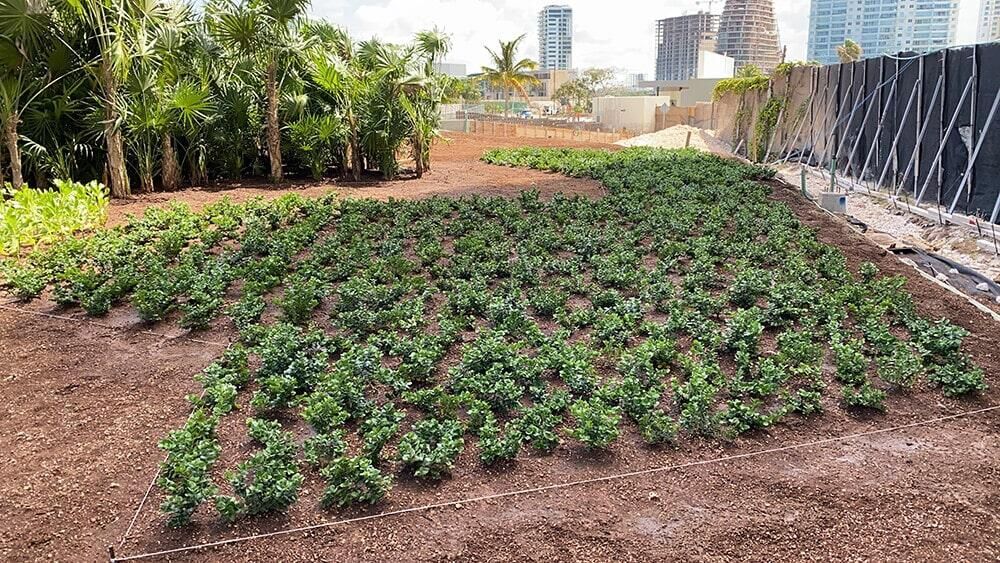 Un campo lleno de muchas plantas y árboles verdes.
