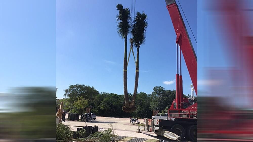 Una grulla roja levanta una palmera en el aire.