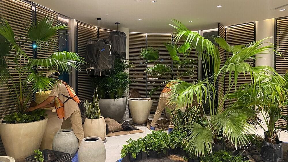 Un hombre está trabajando en una habitación llena de muchas plantas en macetas.