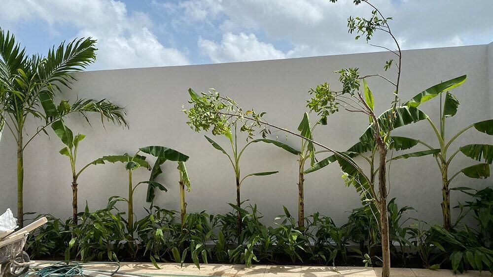 Una hilera de plantas que crecen frente a una pared blanca