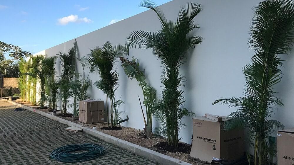 Una hilera de palmeras que crecen junto a una pared blanca.