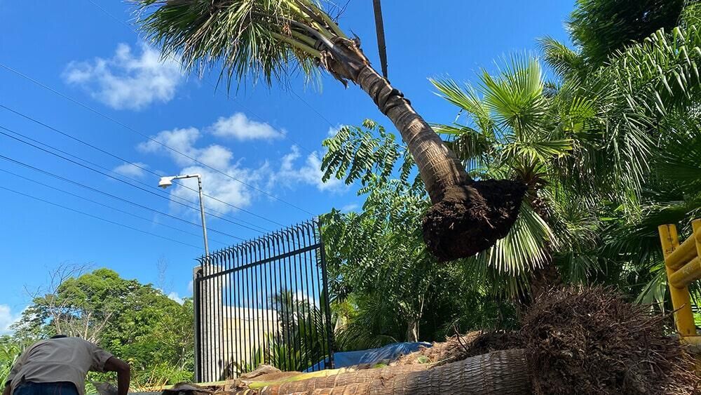 Un hombre está cortando una palmera con una motosierra.