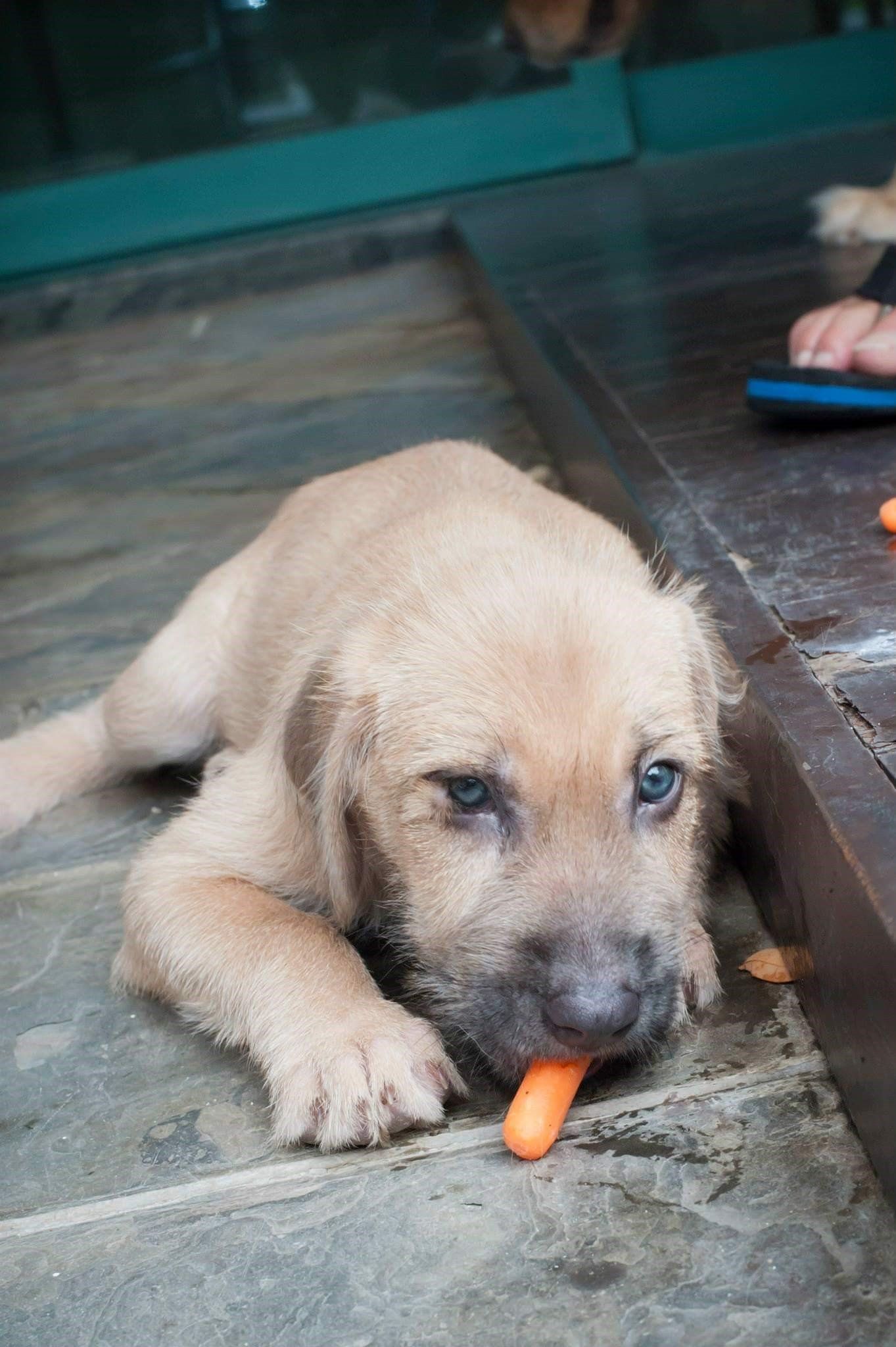 Nala eating a baby carrot