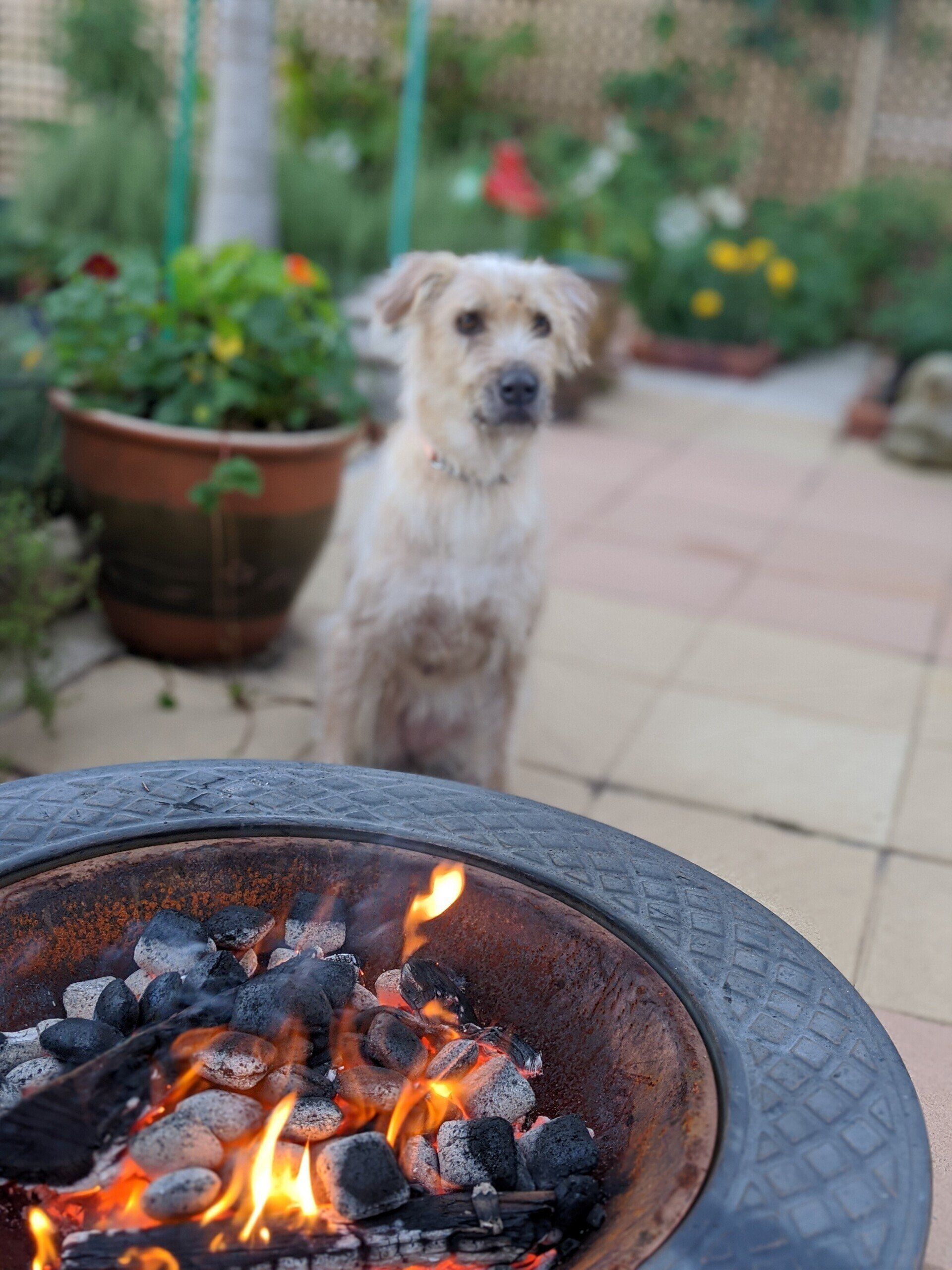 Nala sitting by the firepit