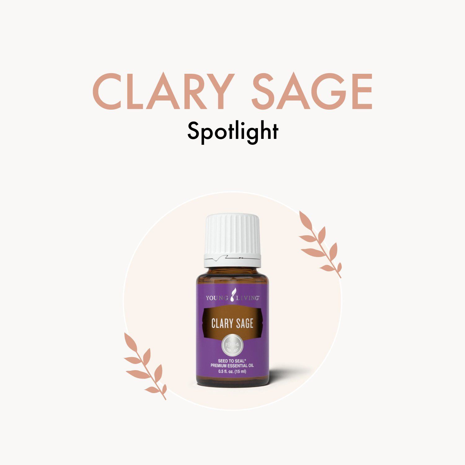 Clary Sage Spotlight