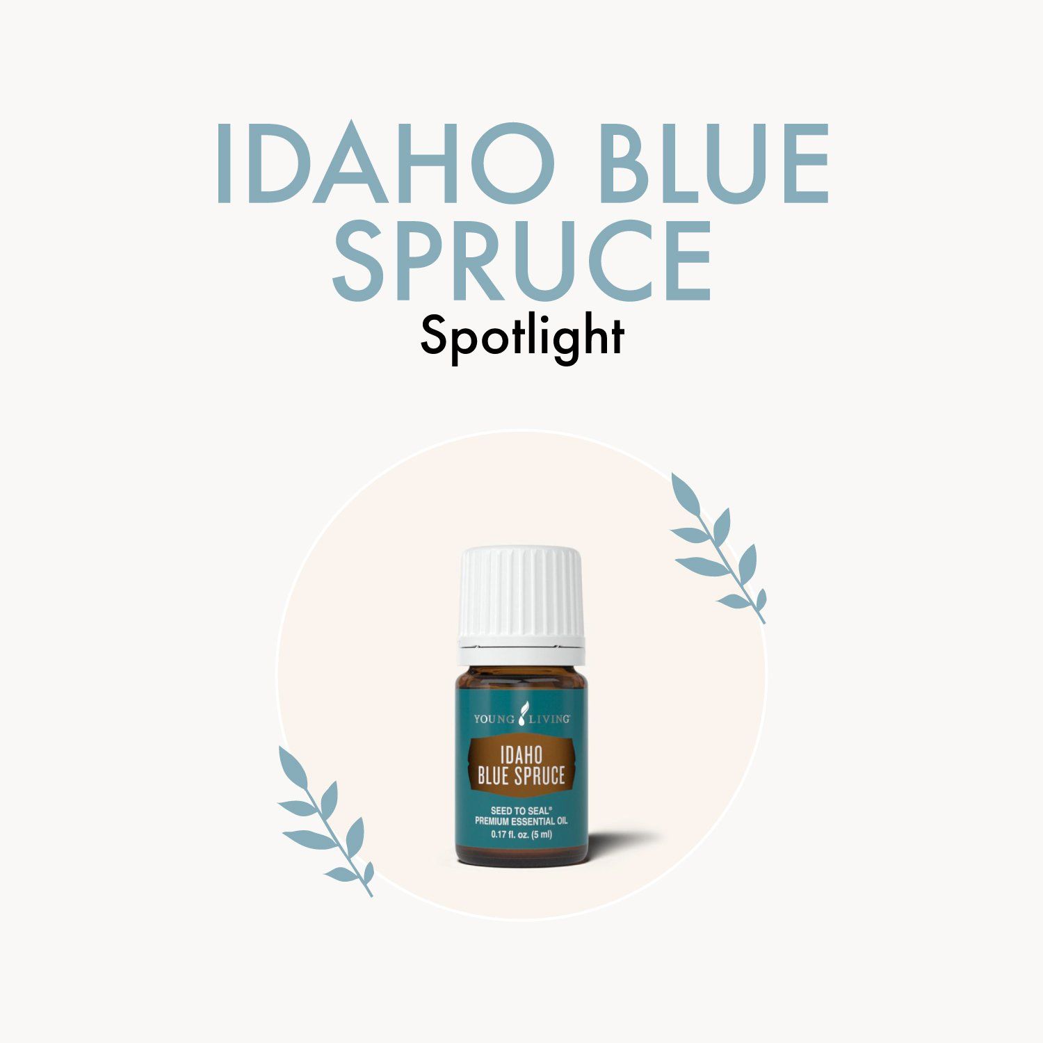 Oil Spotlight: Idaho Blue Spruce