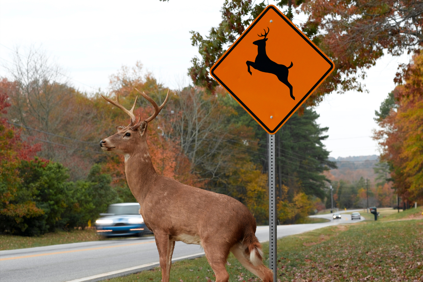 Why are there so many deer on the road? What happens when your car hits a deer? 