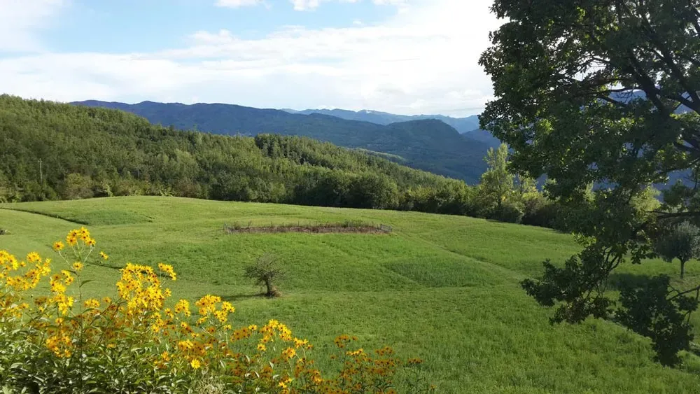 Sunlit meadow with scattered trees and yellow wildflowers, bordered by dense forest and distant blue hills.