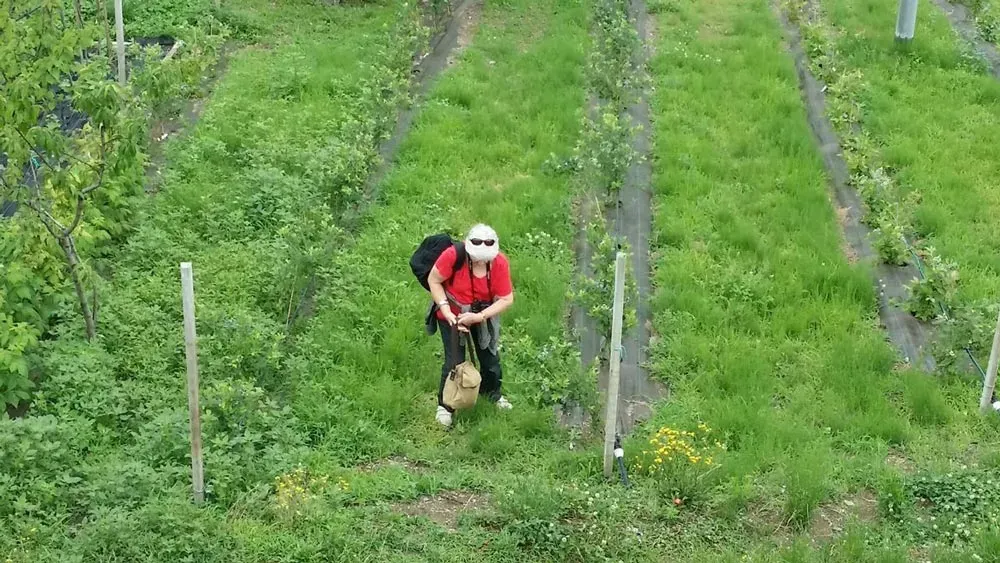 Person with a backpack and walking stick standing in a green field with rows of plants.