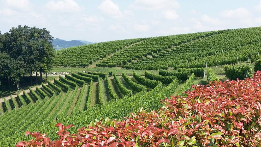 Neatly lined vineyard rows stretch across rolling green hills under a blue sky.