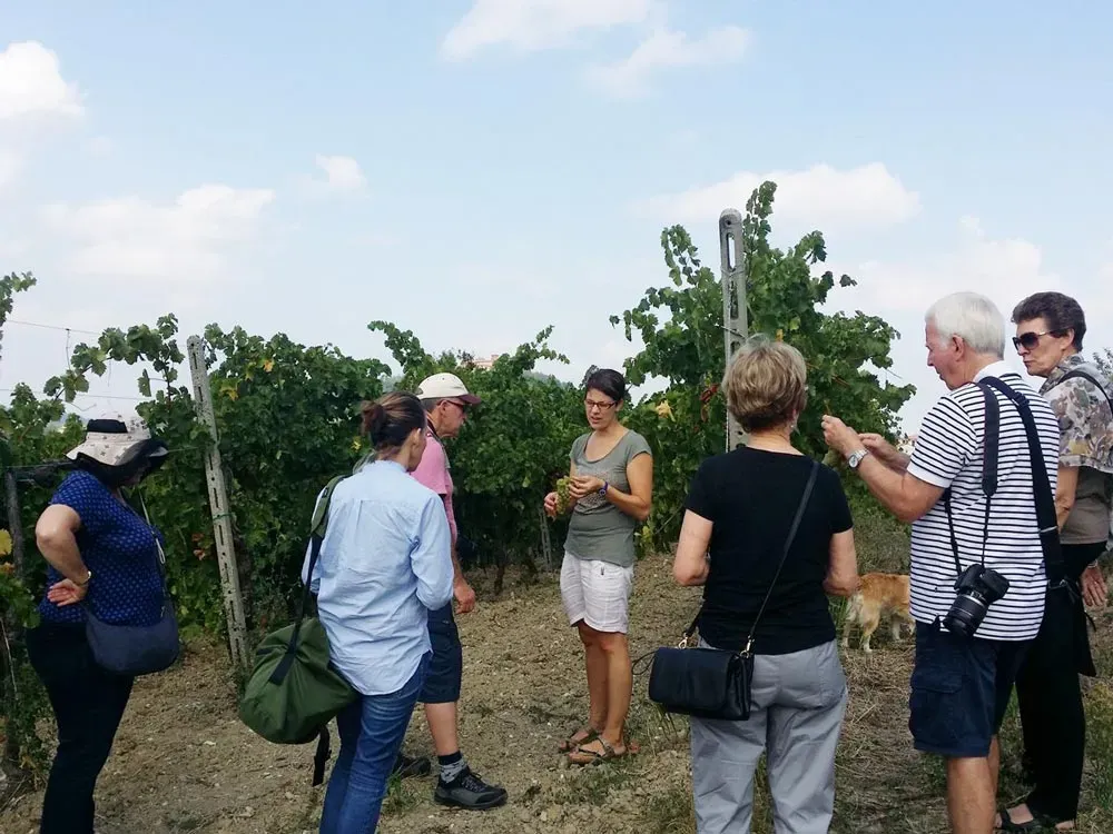 A group of tourists on a vineyard tour, listening to a local guide.