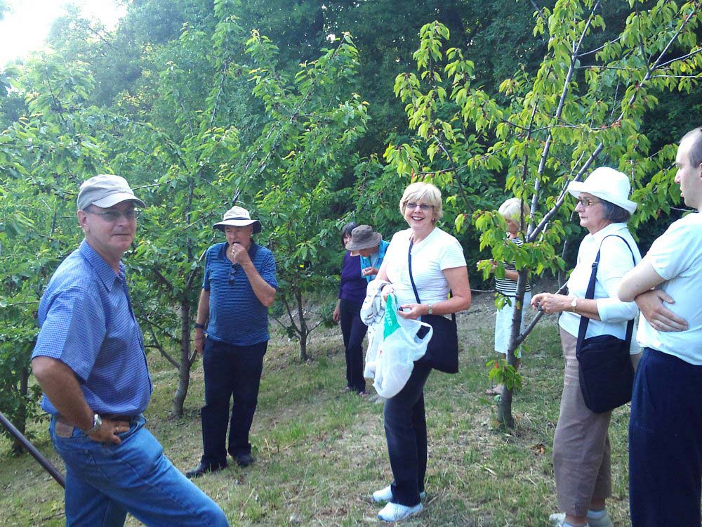 Group of people standing among fruit trees in an orchard on a sunny day.