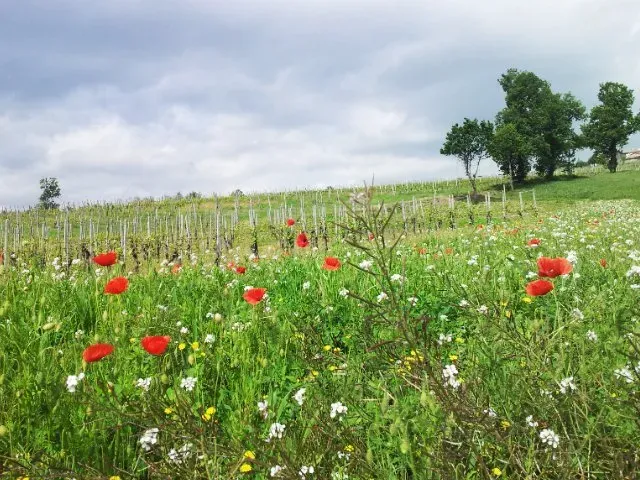 Wildflower field with red poppies and white blossoms in front of a vineyard under a cloudy sky.
