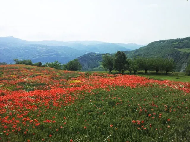 Rolling hills and distant mountains frame a vibrant field of red poppies under soft daylight.