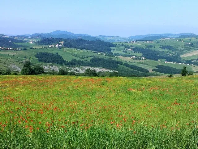 olling hills of green with scattered homes and a foreground of wildflowers under a clear blue sky in Italy.