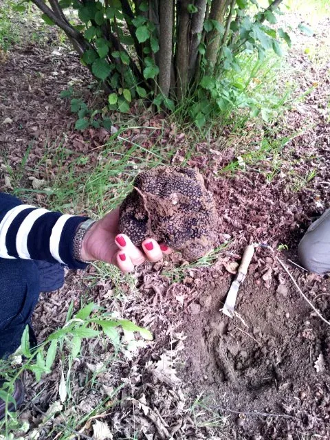 A freshly unearthed truffle held by someone with red nail polish, next to a digging knife and hole under leafy ground cover.
