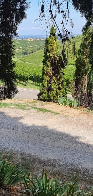 A dirt road leading to a vineyard surrounded by trees.