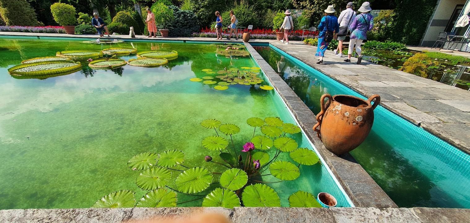 A pond filled with water lilies and a pot.