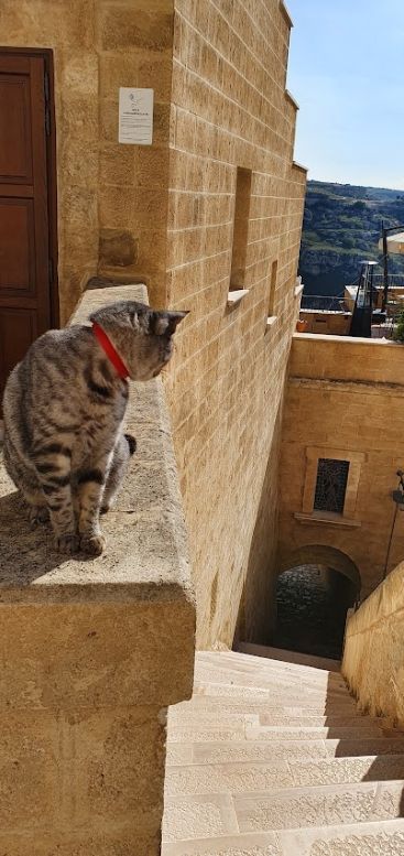 A cute  cat wearing a red collar is sitting on a stone wall next to stairs.