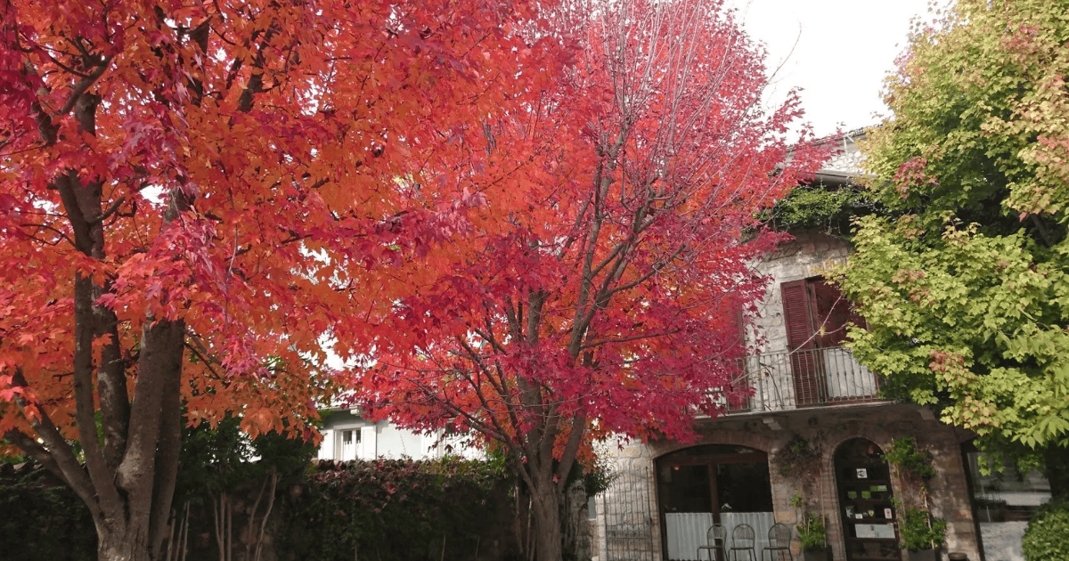 Vibrant autumn trees with red and orange leaves beside a rustic stone house with wooden shutters and greenery.