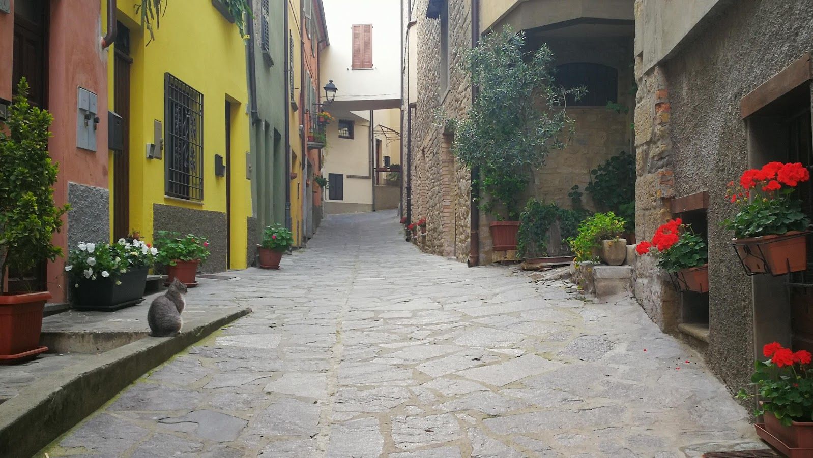 Narrow stone-paved street flanked by colorful houses with potted plants and a sitting cat.